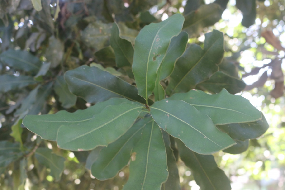 Macadamia ternifolia F.Muell.